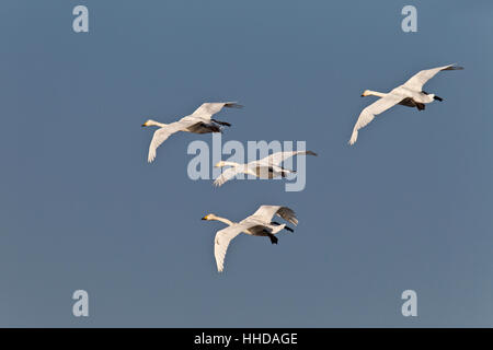 Whooper Swan (Cygnus cygnus), adults flying during the bird mogration, Schleswig-Holstein, Germany Stock Photo