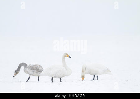 Whooper Swan (Cygnus cygnus) adults and cygnet during a snow storm, Schleswig-Holstein, Germany Stock Photo