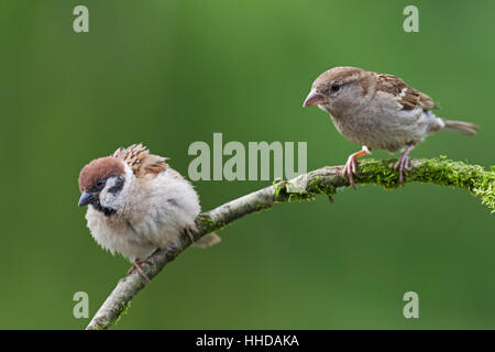 Tree sparrow (Passer montanus)  on the left side andHouse sparrow female (Passer domesticus) on atwig, Schleswig-Holstein, Germany Stock Photo