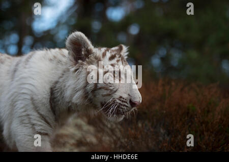 Royal Bengal Tiger / Koenigstiger ( Panthera tigris ), white morph, close-up, headshot, detailed side view, eyes of the tiger. Stock Photo