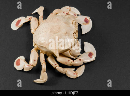 moon crab isolated on black Stock Photo