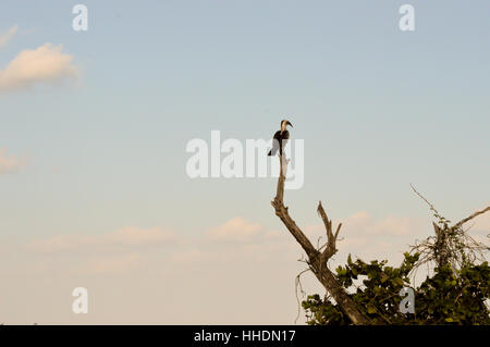 Yellow-billed hornbill on dead trunk in East Tsavo Park in Kenya Stock Photo