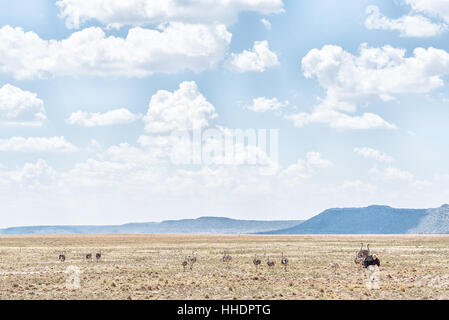 An ostrich family on a farm near Jagersfontein, a diamond mining town in the Free State Province of South Africa Stock Photo