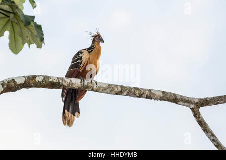 Adult Hoatzin (Opisthocomus hoazin) perched over the El Dorado River, Upper Amazon River Basin, Loreto, Peru Stock Photo