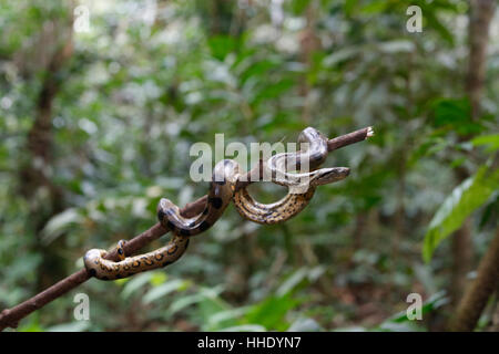 A wild green anaconda (Eunectes murinus), Amazon National Park, Loreto, Peru Stock Photo