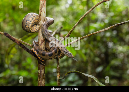 A wild green anaconda (Eunectes murinus), Amazon National Park, Loreto, Peru Stock Photo