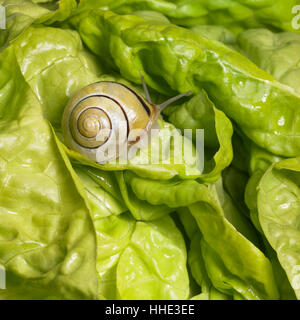 motion, postponement, moving, movement, food, aliment, leaf, macro, close-up, Stock Photo