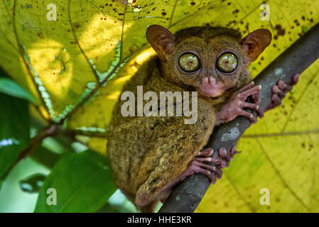 A small nocturnal animal, the tarsier, with fixed round eyes, on a tree branch. Stock Photo