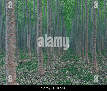 A plantation of poplar trees, a commercial tree farm. Tall straight trunks  and vivid green tree canopy. stock photo