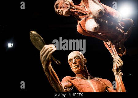 A sculpture on display at a Body World exhibition in Berlin, Germany Stock Photo