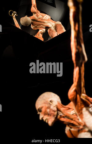 A sculpture on display at a Body World exhibition in Berlin, Germany Stock Photo