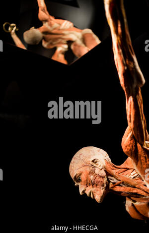 A sculpture on display at a Body World exhibition in Berlin, Germany Stock Photo