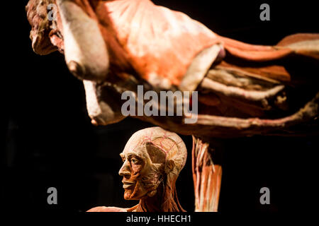 A sculpture on display at a Body World exhibition in Berlin, Germany Stock Photo