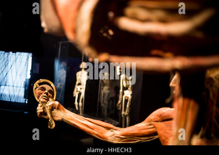 A sculpture on display at a Body World exhibition in Berlin, Germany Stock Photo