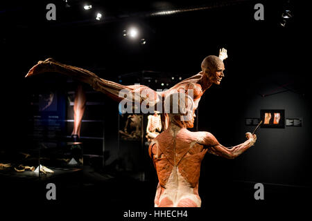 A sculpture on display at a Body World exhibition in Berlin, Germany Stock Photo