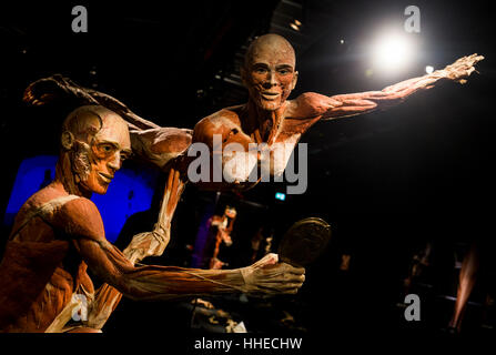 A sculpture on display at a Body World exhibition in Berlin, Germany Stock Photo