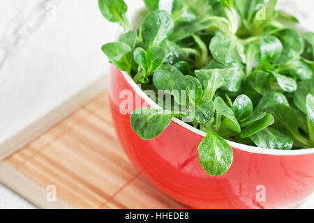 Corn salad plant, lamb's lettuce (Valerianella locusta), in red bowl. Copy space Stock Photo