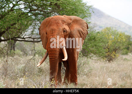 African bush elephant (Loxodonta africana), bull covered in red sand, bushland, Tsavo West National Park, Taita-Taveta County Stock Photo