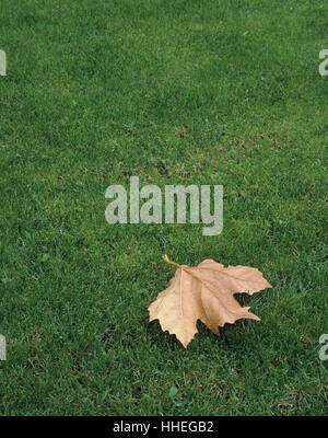 Dry leaf Stock Photo