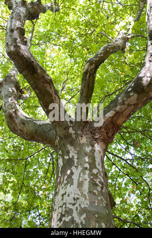 Sycamore tree, Plane tree (Platanus) Stock Photo