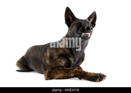aggressive, agressive, danger, big, large, enormous, extreme, powerful, Stock Photo