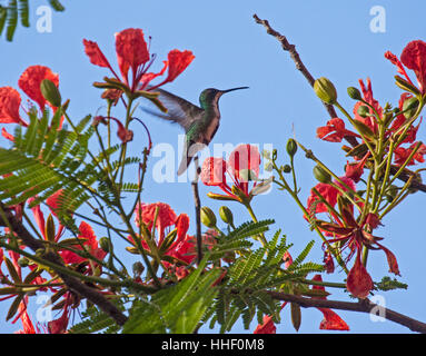Black throated mango hummingbird hovering at blossoms in Brazil Stock Photo
