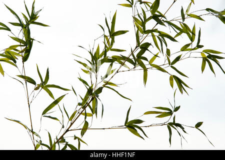 Phyllostachys viridiglaucescens. Greenglaucous bamboolufenzhu. Bamboo against a white sky Stock Photo