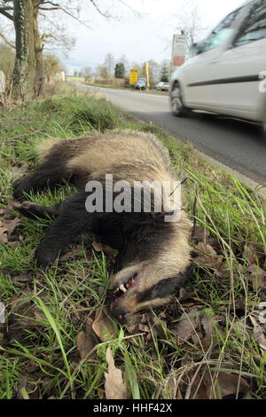 Eurasian Badger (Meles meles), a victim of roadkill, lying by the roadside as a car drives past