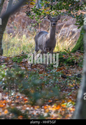 autumn in woods with leaves on ground and alert young deer watching Stock Photo