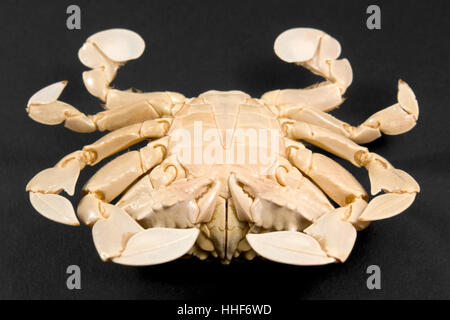 underside of a moon crab Stock Photo
