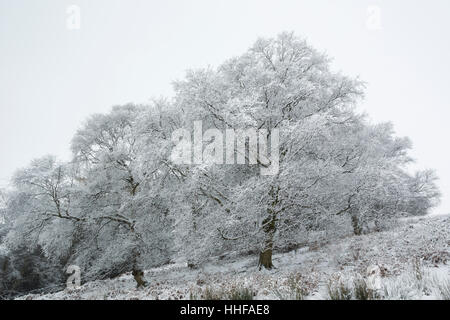 Sycamore and other trees on a snowy winter day with branches covered in snow in Esk Dale in North York Moors national park Stock Photo