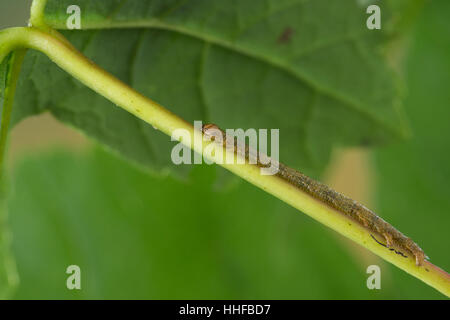 Silberblatt, Silberblattspanner, Silberblatt-Spanner, Perlglanzspanner, Perlglanz-Spanner, Raupe frisst an Ahorn, Campaea margaritaria, Campaea margar Stock Photo