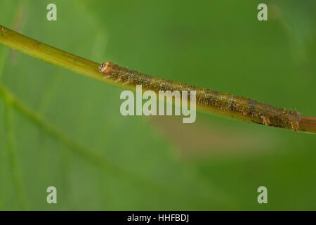 Silberblatt, Silberblattspanner, Silberblatt-Spanner, Perlglanzspanner, Perlglanz-Spanner, Raupe frisst an Ahorn, Campaea margaritaria, Campaea margar Stock Photo