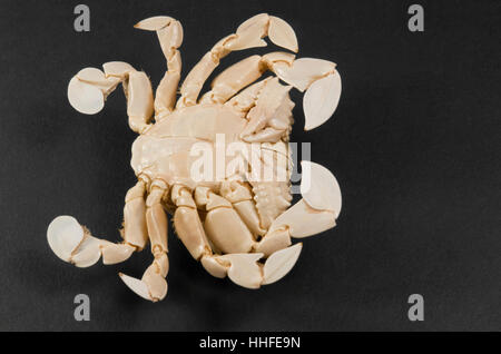 cancer, crab, complete body, underside, macro, close-up, macro admission, close Stock Photo