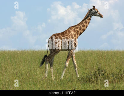 africa, giraffe, uganda, beautiful, beauteously, nice, animal, mammal, africa, Stock Photo