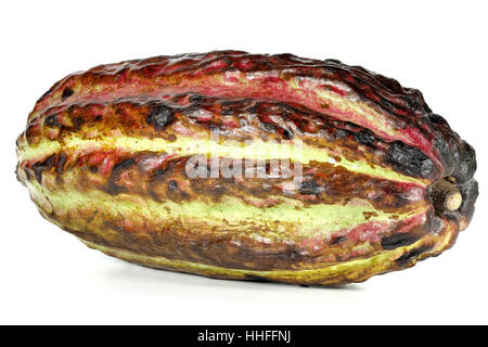 cacao fruit isolated on white background Stock Photo