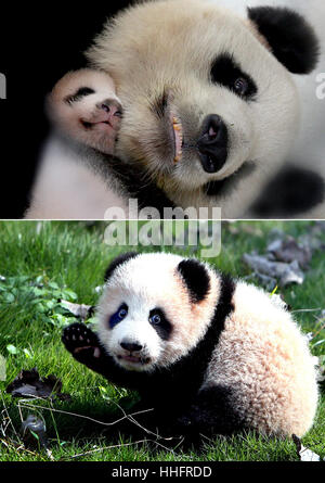 Shanghai, China. 19th January 2017. The combo picture shows giant panda cub 'Hua Sheng' sleeping in the arms of its mother 'Guo Guo' on Sept. 9, 2016 (up) and 'Hua Sheng' playing at the Shanghai base of the Chinese Giant Panda Protection and Research Center on Nov. 4, 2016 (bottom) in Shanghai, east China. The 21-year-old giant panda mother 'Guo Guo' and its six-month-old cub 'Hua Sheng' died of diseases late December, the Shanghai Wild Animal Park announced on Jan. 19, 2017. Credit: Xinhua/Alamy Live News Stock Photo