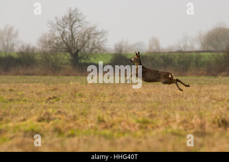 Female Roe Deer running across Field in British Countryside Stock Photo