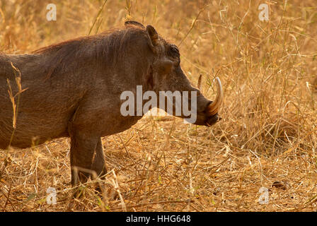 Mature warthog with large tuskers Stock Photo