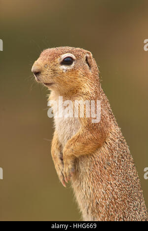 Unstriped Ground Squirrel, standing (close up) Stock Photo