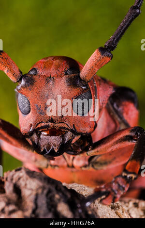 Longhorn beetle (Loesse sanguinolenta), Beetle on stump wood and green moss Stock Photo