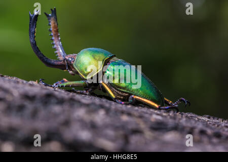 Green Stag Beetle (Lamprima adolphinae) Stock Photo