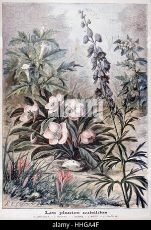 Illustration depicting harmful or poisonous plants. 1897 Stock Photo