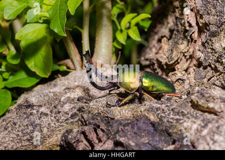 Green Stag Beetle (Lamprima adolphinae) Beetle in the tree Stock Photo