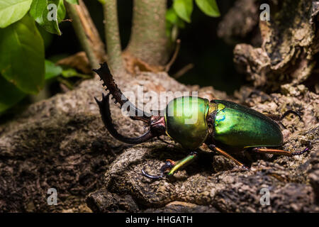 Green Stag Beetle (Lamprima adolphinae) Beetle in the tree Stock Photo