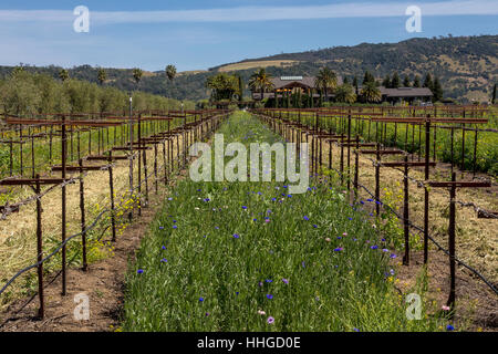 Vineyard, wildflowers, Round Pond Estate, Rutherford, Napa Valley, Napa County, California Stock Photo