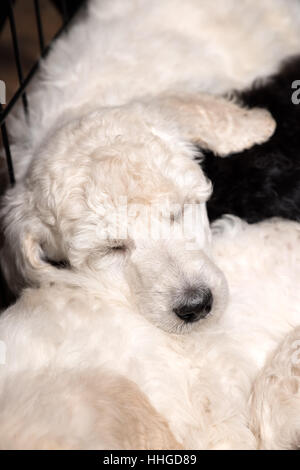 Poodle puppies sleeping peacefully on litter mats, close up of cute young purebred dogs at six weeks old. Stock Photo