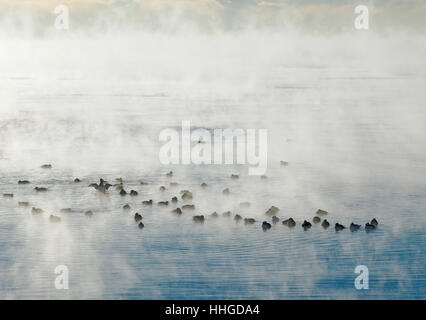 Birds in mist on lake a cold winter morning Stock Photo