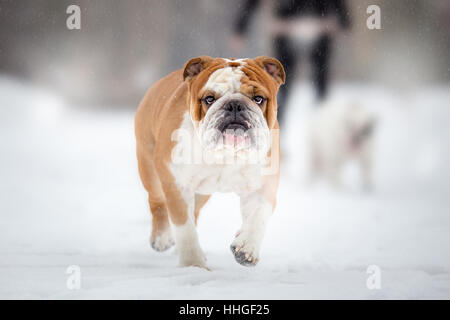 English Bulldog walking on winter day Stock Photo