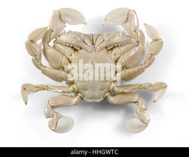 moon crab in white back Stock Photo